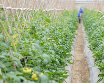 pg电子游戏试玩(中国)官方网站